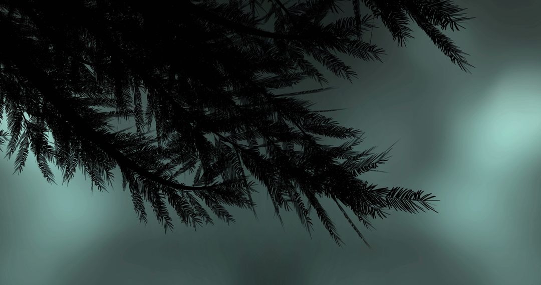 Silhouette of Pine Branches Against Stormy Skies