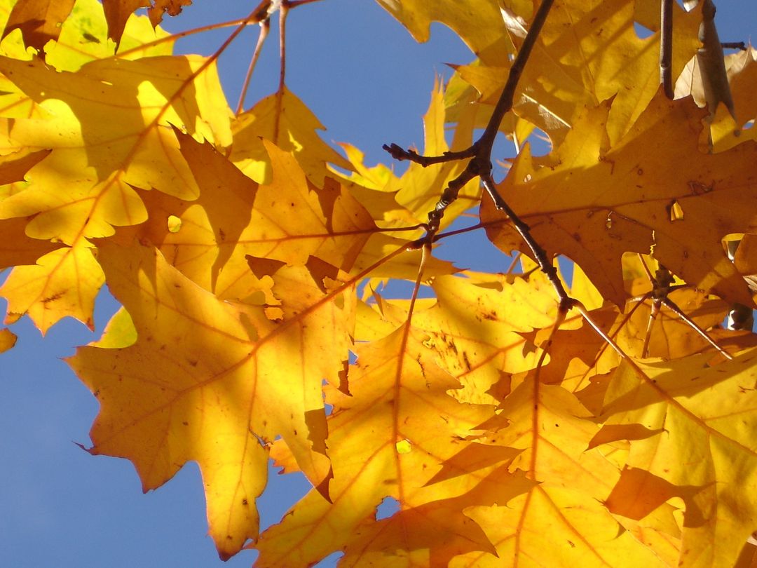 Photo of Yellow Leaves Under Sunny Day - Free Images, Stock Photos and Pictures on Pikwizard.com