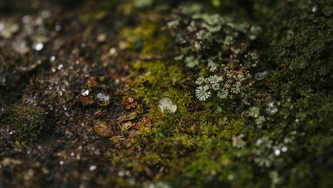 Water Droplet Reflecting Green Moss on Forest Floor