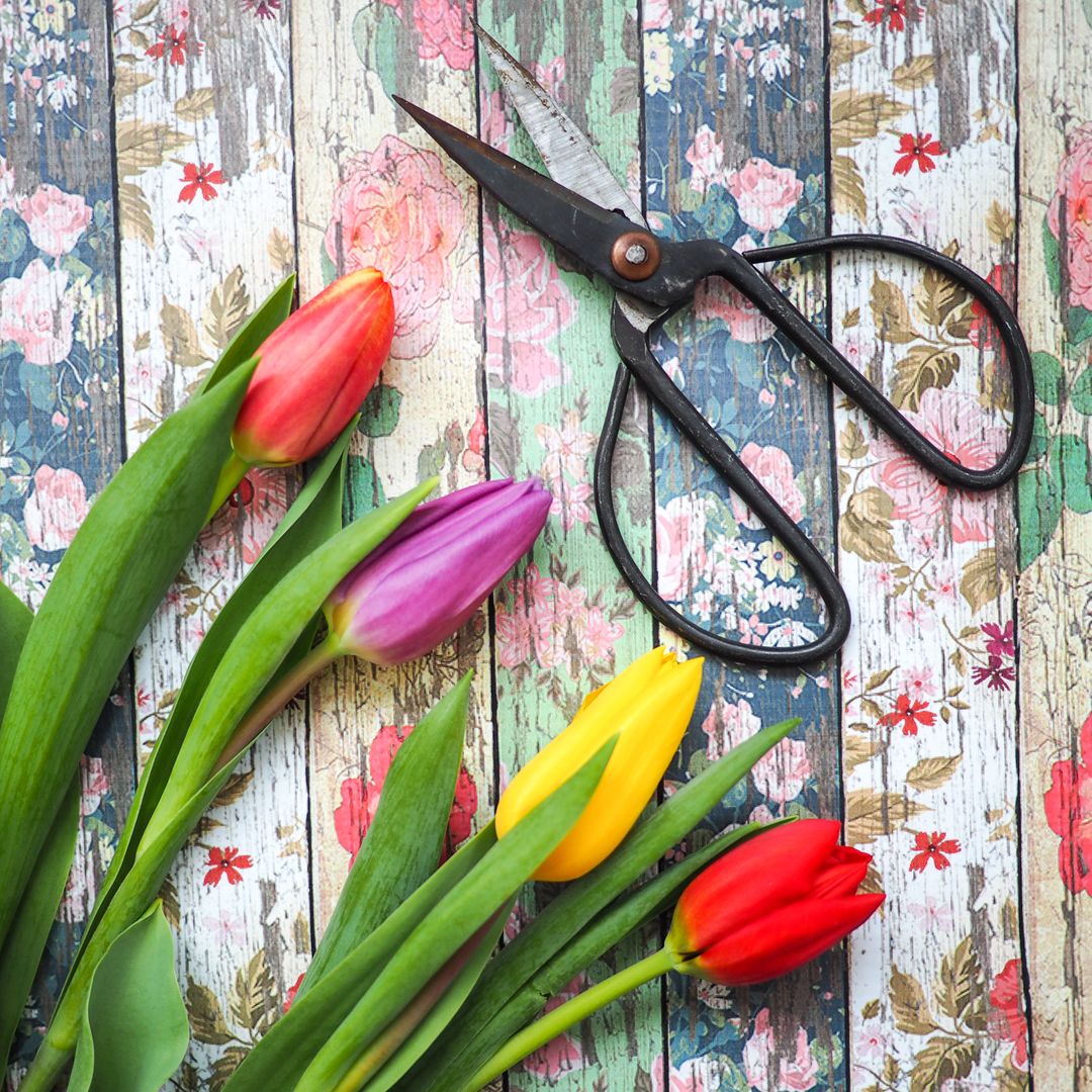 Colorful Tulips with Vintage Scissors on Floral Wooden Background - Free Images, Stock Photos and Pictures on Pikwizard.com