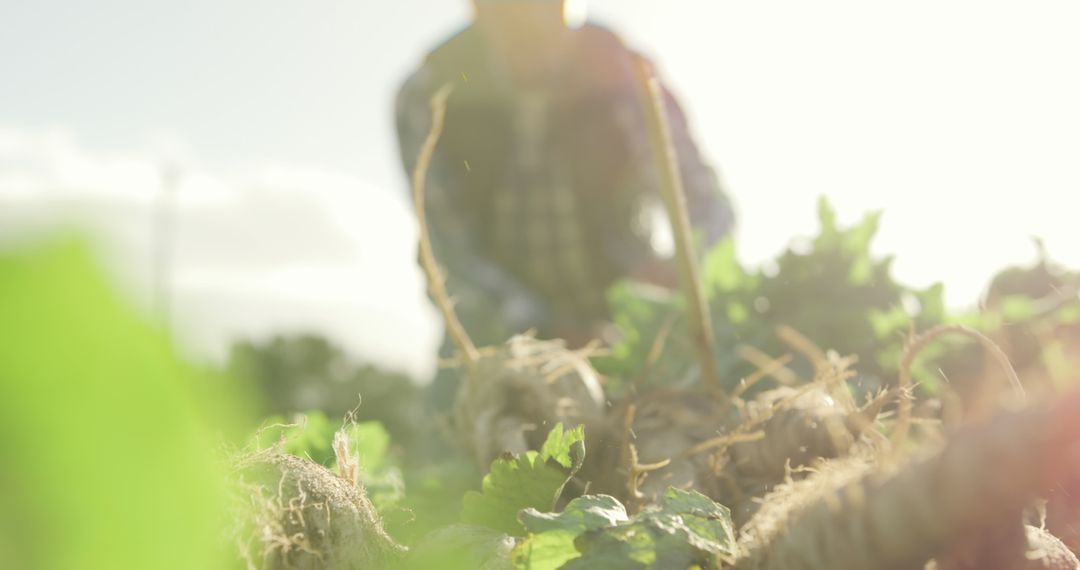 Farmer Harvesting Crops in Sunlit Field - Free Images, Stock Photos and Pictures on Pikwizard.com