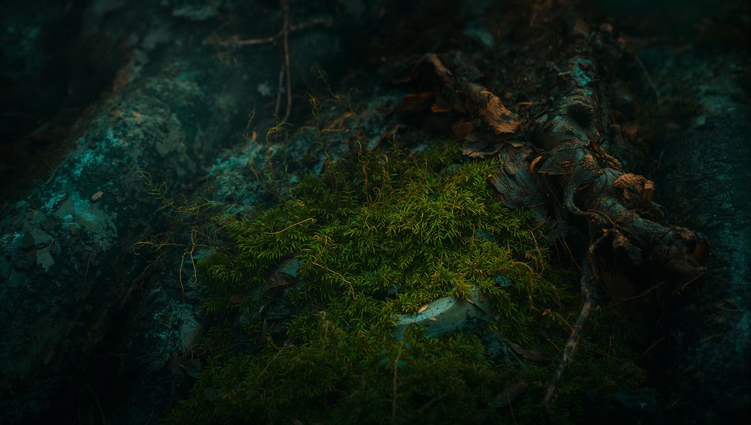 Glowing Moss Carpet Nestled Among Gnarled Roots on Dark Forest Floor at Twilight