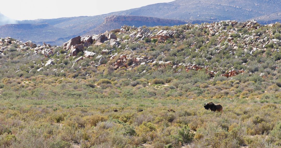 A lone black cow grazes in a vast, arid landscape dotted with shrubs and rocky outcrops - Free Images, Stock Photos and Pictures on Pikwizard.com