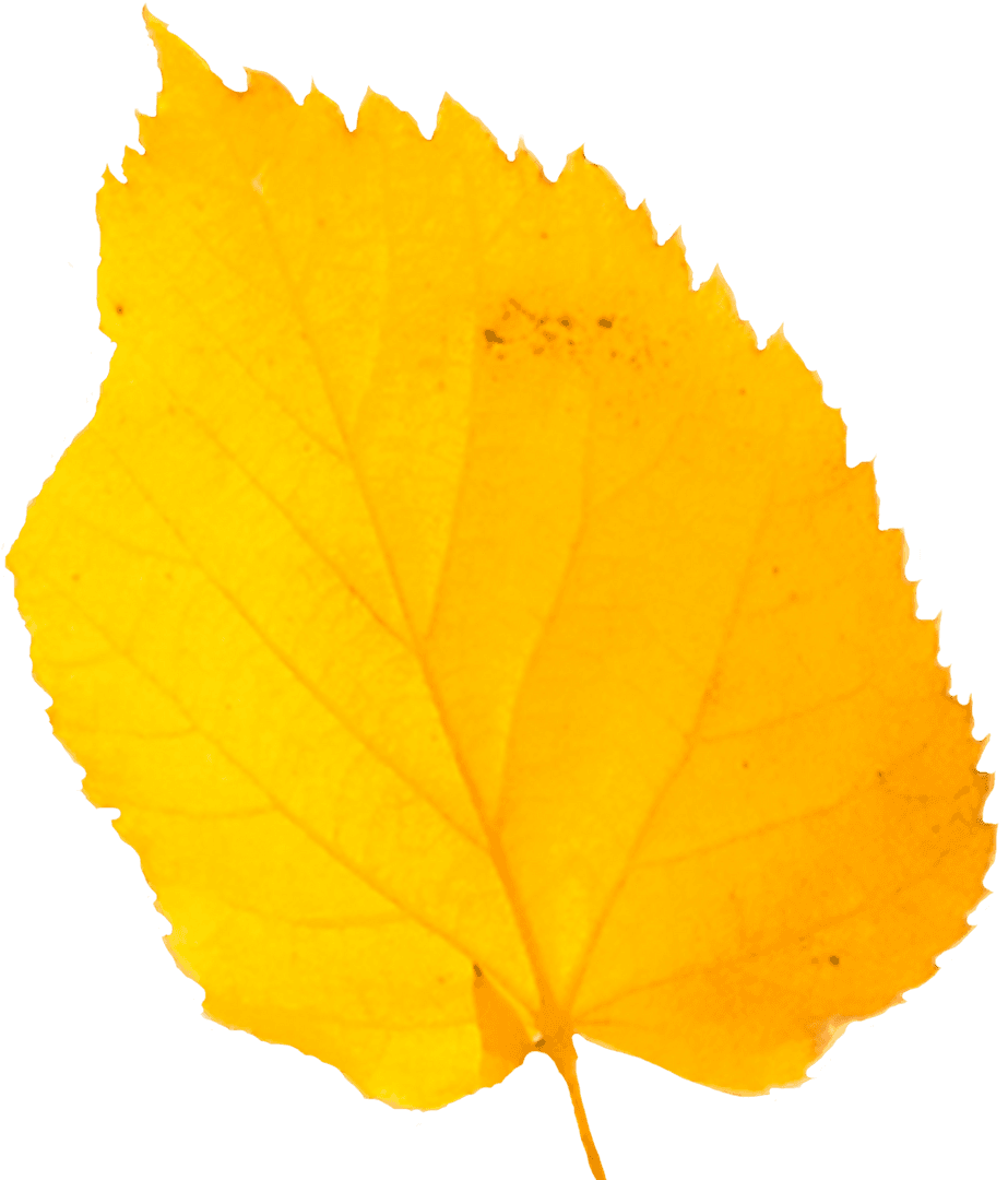 Transparent Yellow Autumn Leaf Close Up Perfect for Fall Projects