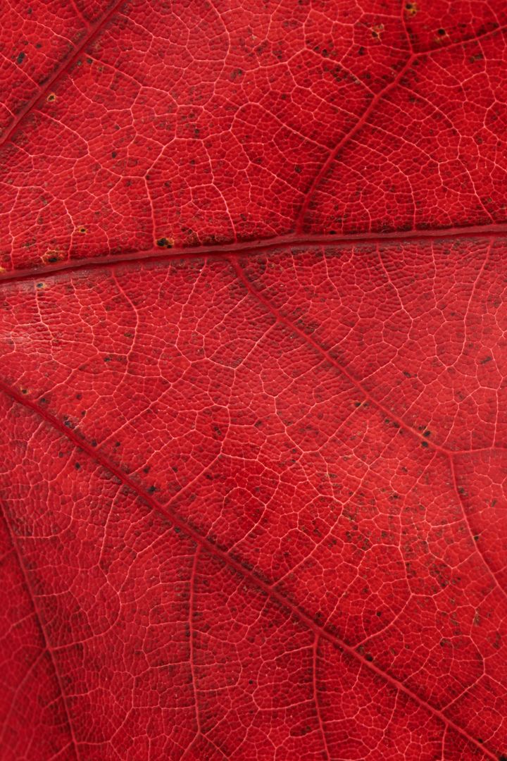 Macro Detail of Vibrant Red Fall Leaf Veins Texture for Autumn Backgrounds and Design