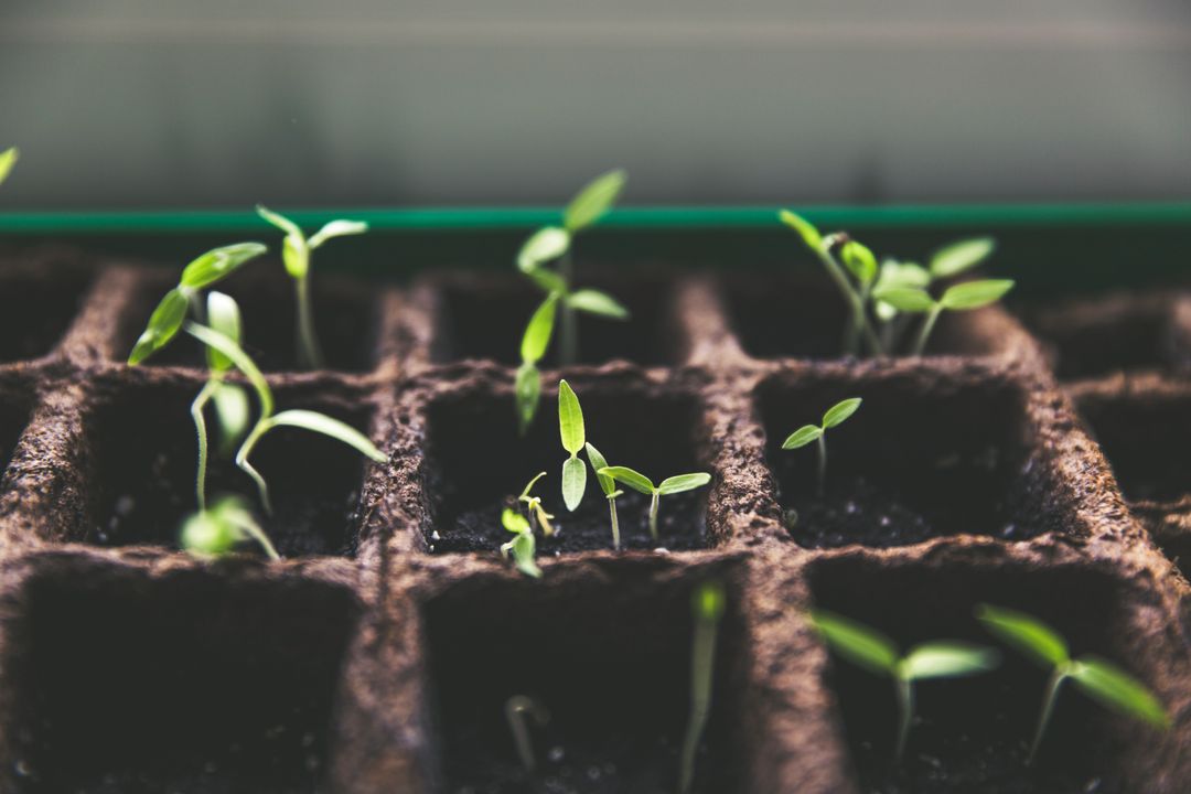 Young Green Seedlings Sprouting in Soil Bricks in Nursery