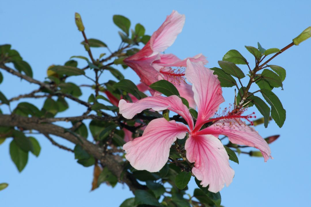 Vibrant Pink Hibiscus Flowers Against Clear Blue Sky