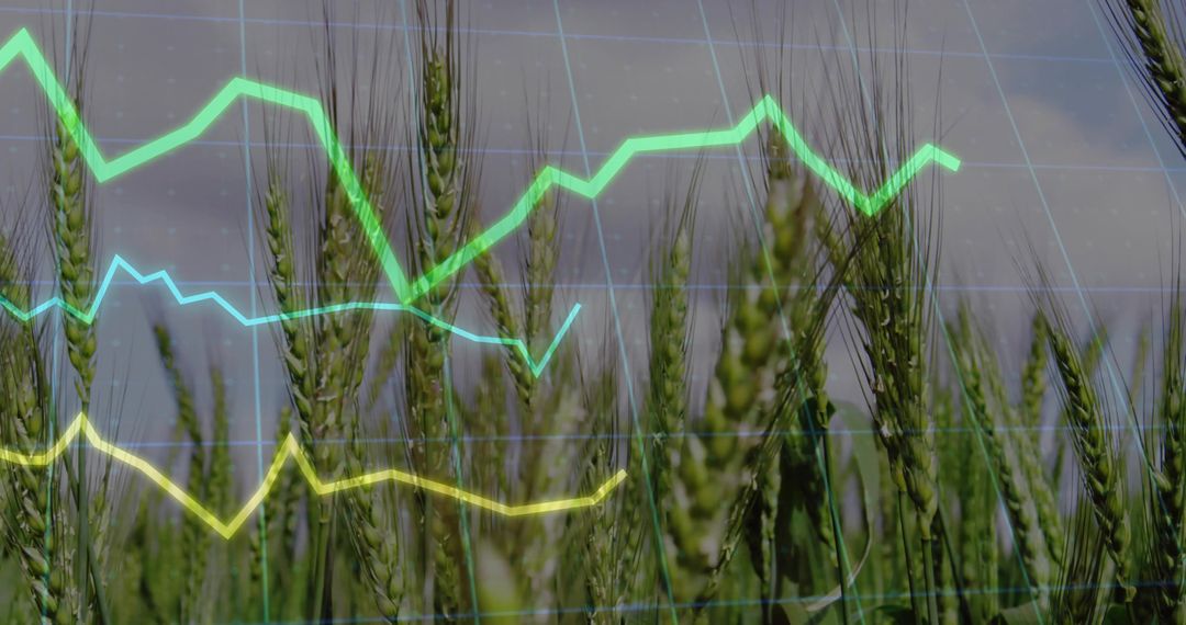Lush Wheat Field with Data Visualization Overlay on Sustainability