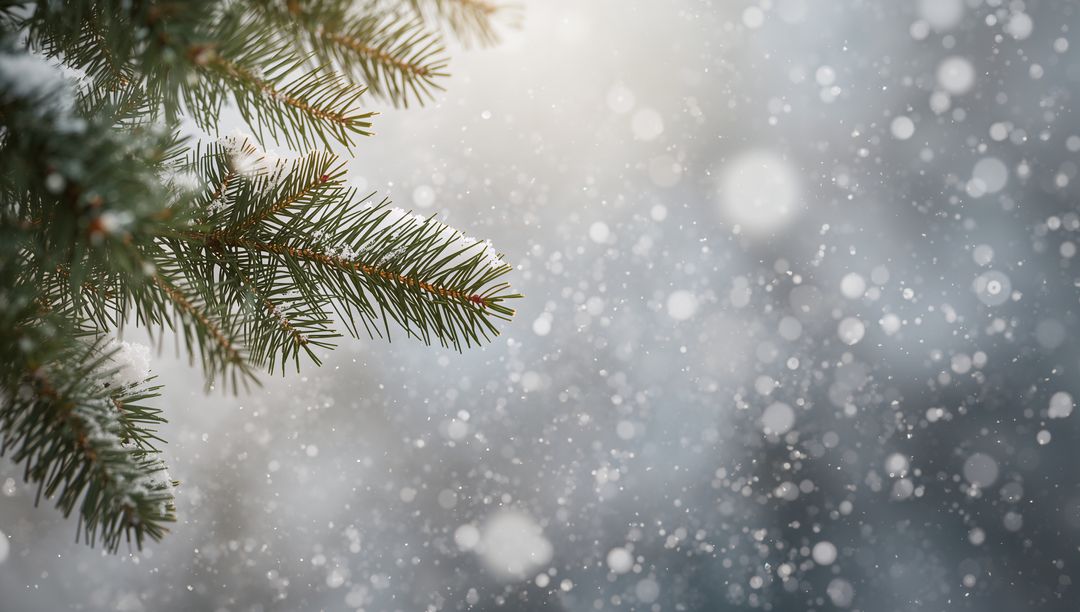 Fir Branch Wearing Fresh Snow with Soft Bokeh Snowfall and Winter Light