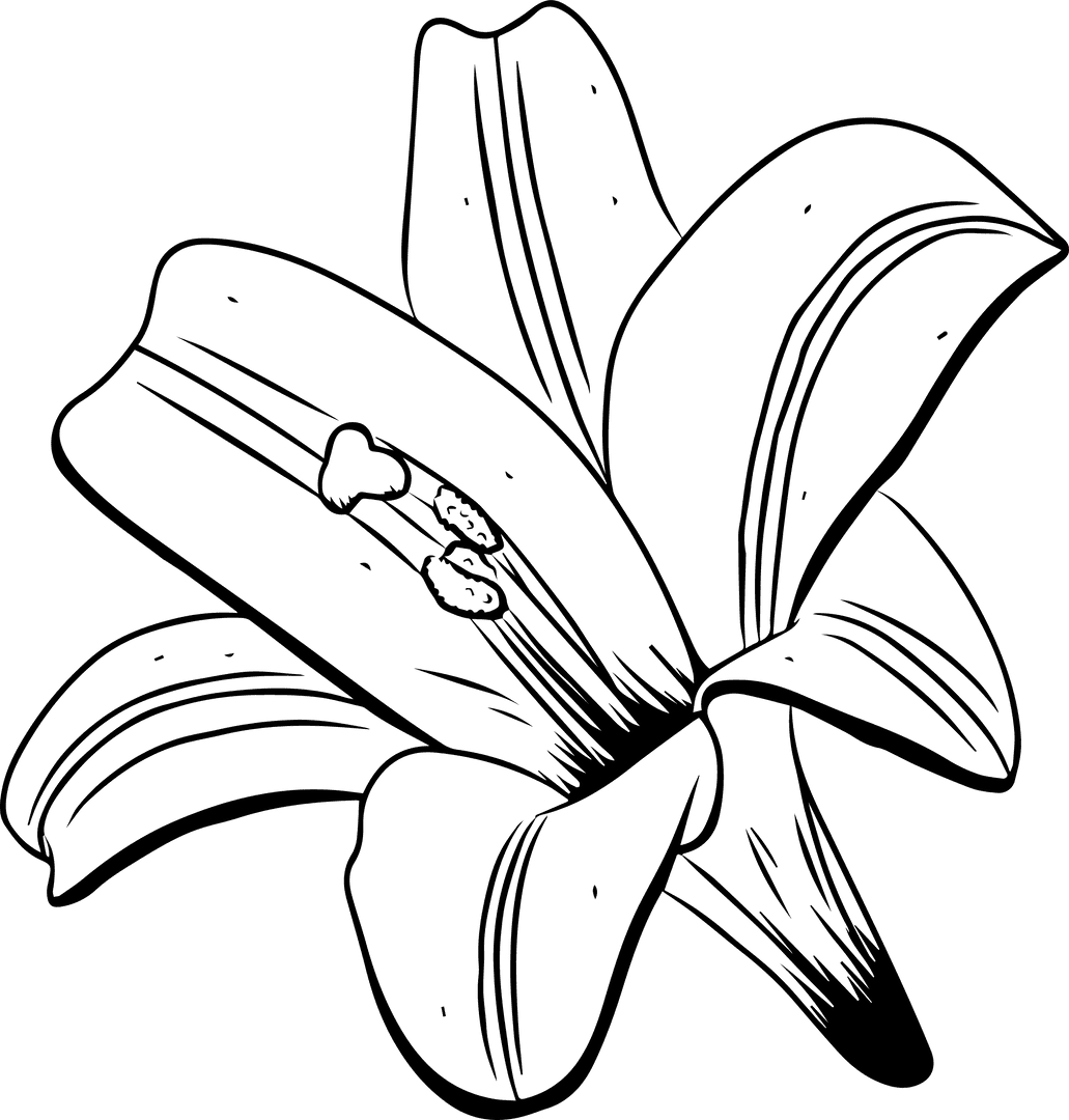 Elegant Black Line Lily Sketch on Transparent Background