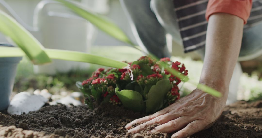 Person Planting Flower In Garden With Careful Touch - Free Images, Stock Photos and Pictures on Pikwizard.com