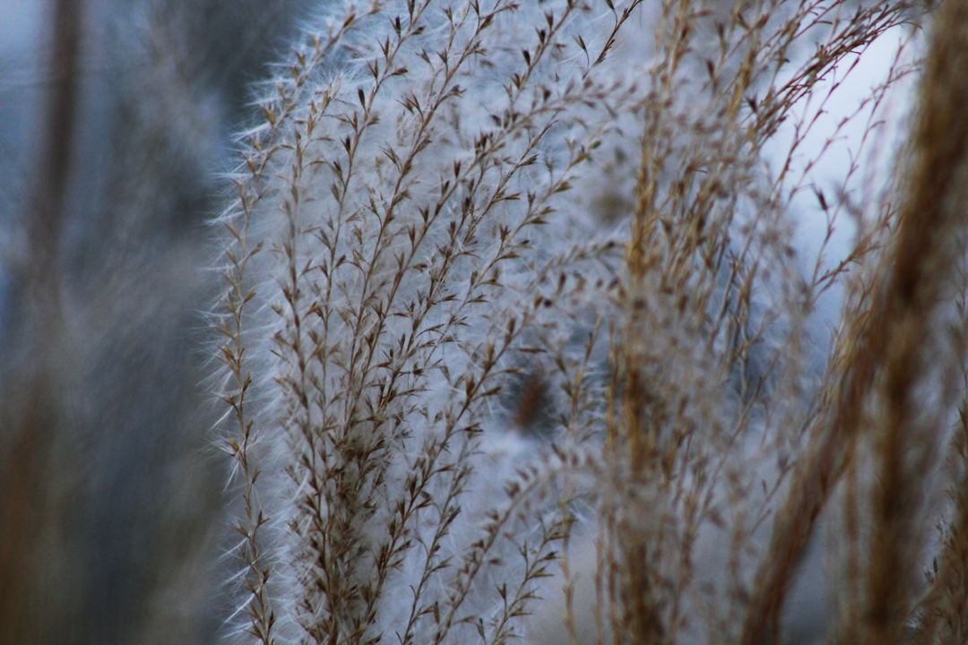 Close-Up of Soft Pampas Grass in Natural Light - Free Images, Stock Photos and Pictures on Pikwizard.com