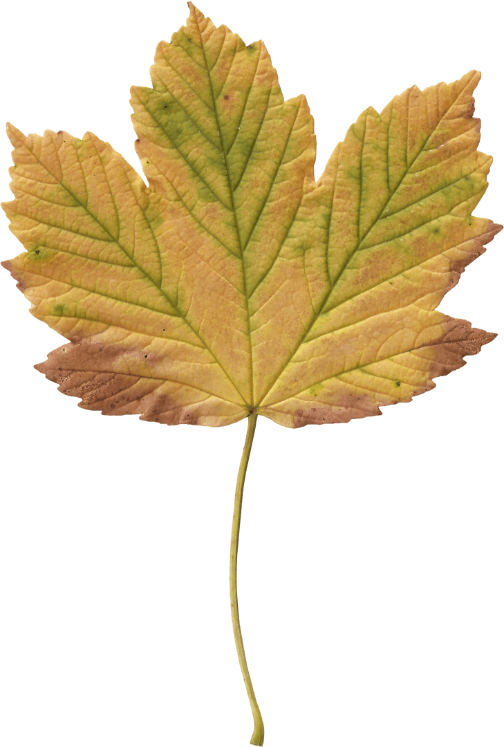 Transparent Fall Maple Leaf Showing Autumn Colors