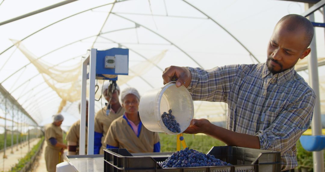 Farmer Weighing Freshly Harvested Blueberries in Modern Greenhouse - Free Images, Stock Photos and Pictures on Pikwizard.com