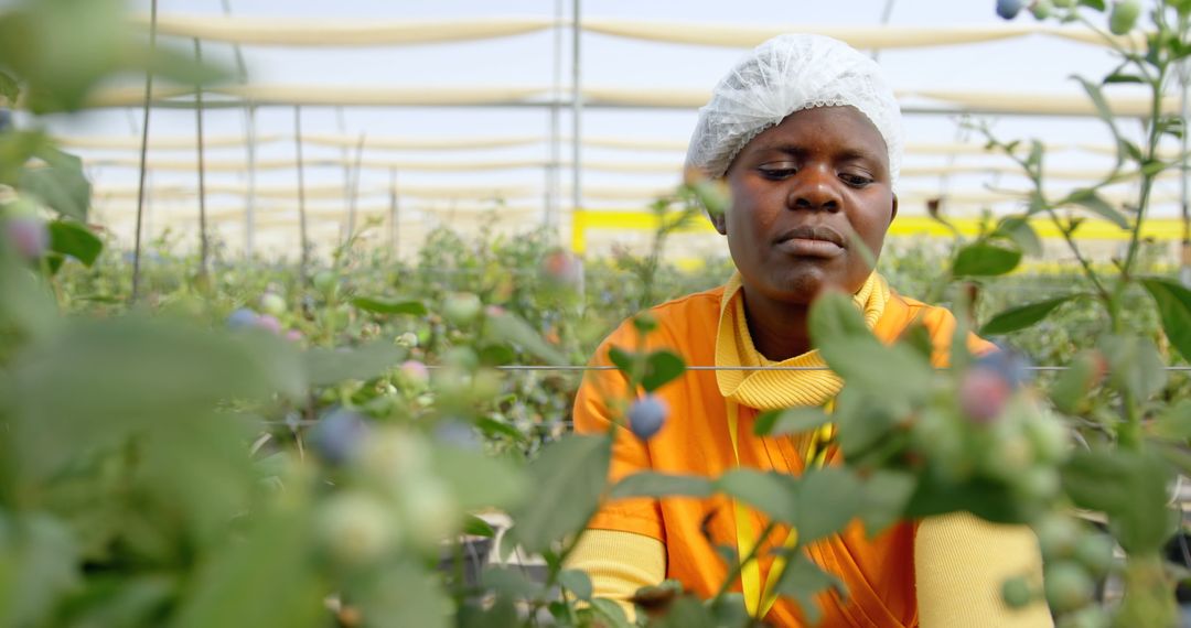 Focused Agricultural Worker Tending Blueberries in Greenhouse