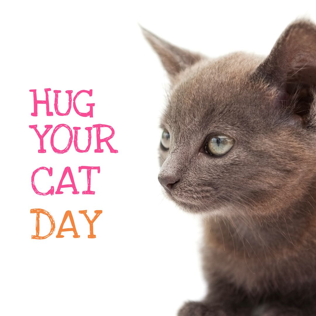 Adorable Gray Cat Close-Up Promoting Hug Your Cat Day Celebration