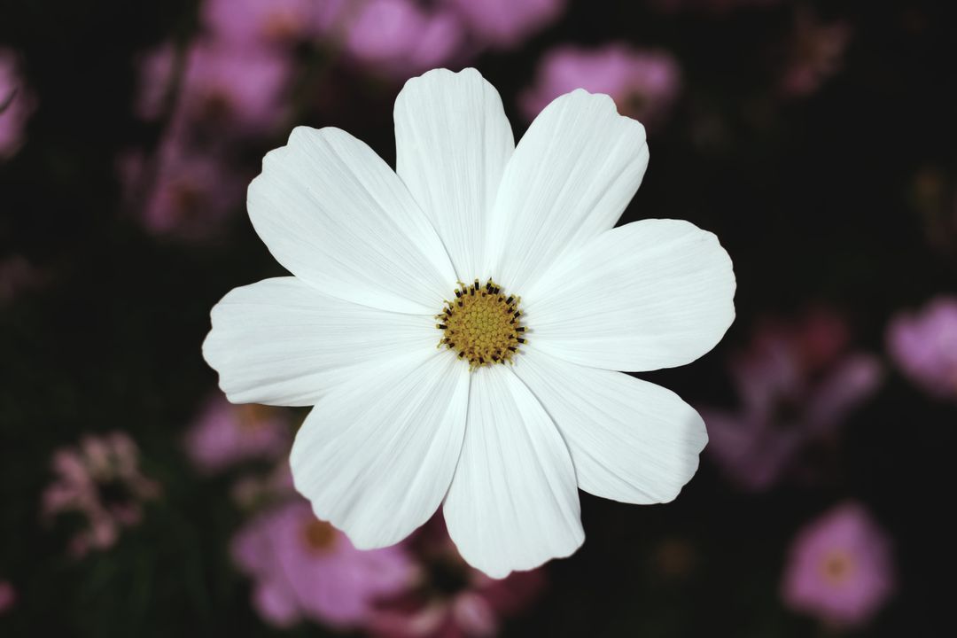 Single White Cosmos Flower on Blurred Pink Background - Free Images, Stock Photos and Pictures on Pikwizard.com