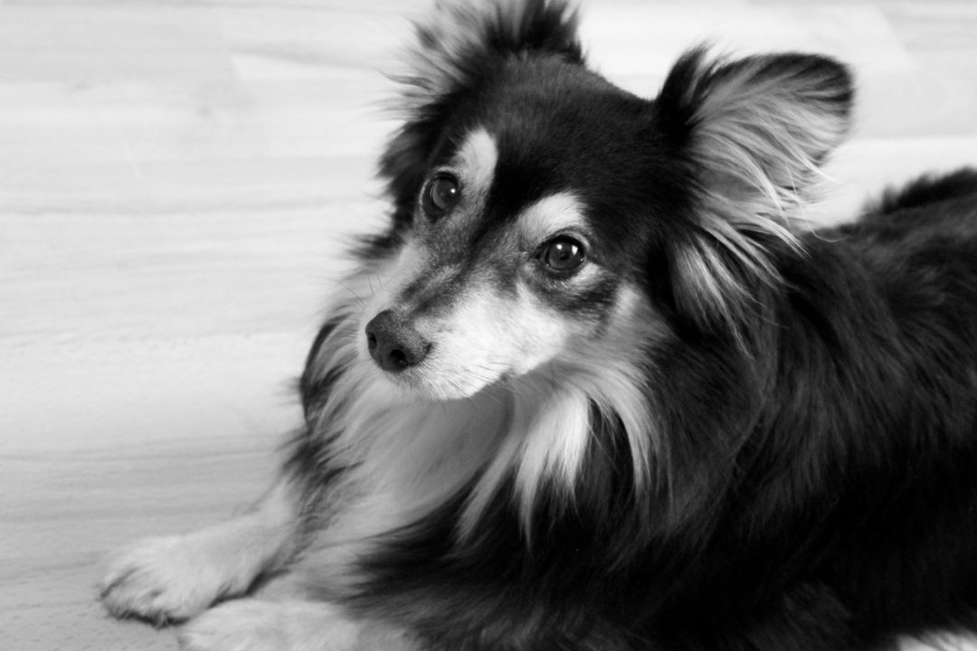 Black and White Portrait of an Alert Dog with Fluffy Fur - Free Images, Stock Photos and Pictures on Pikwizard.com
