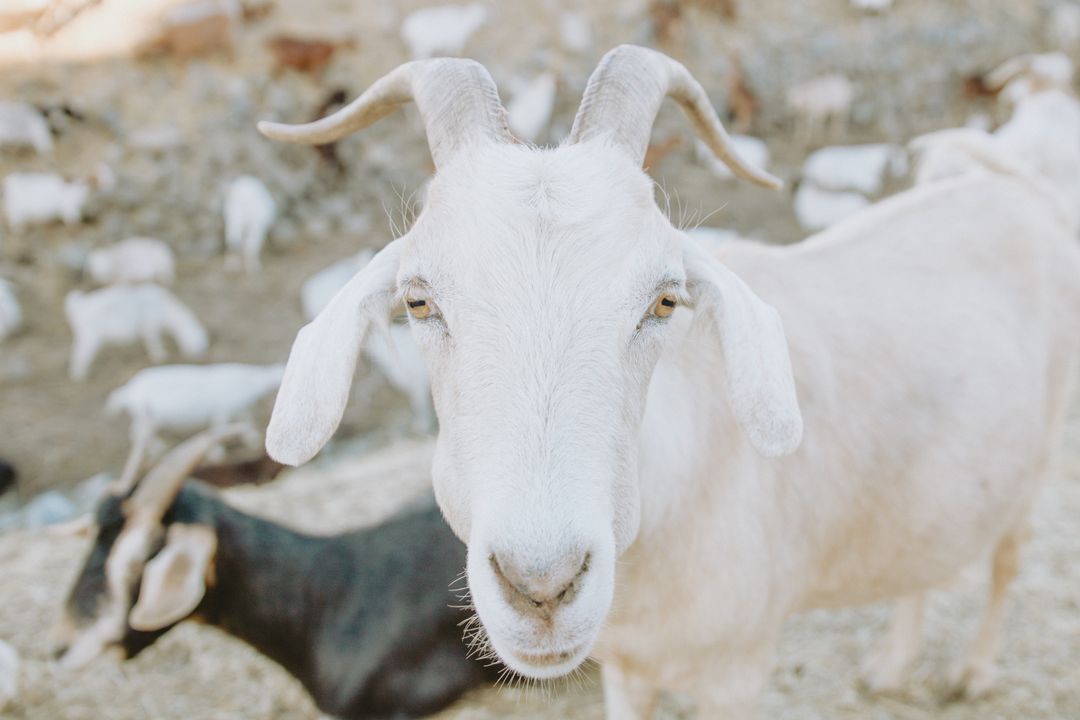 Curious White Goat Close-Up in Sunny Pasture