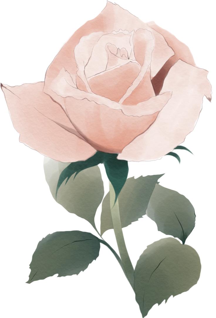 Digital Illustration of Pink Transparent Rose on Transparent Background - Download Free Stock Images Pikwizard.com