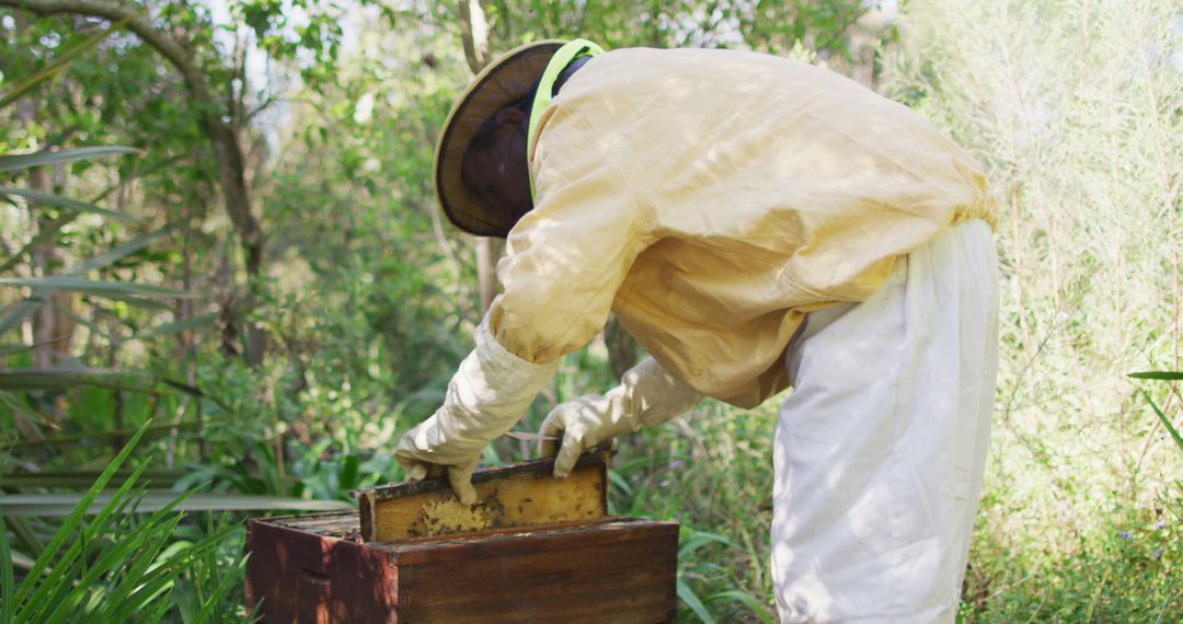 Beekeeper in Protective Clothing Inspecting Beehive - Free Images, Stock Photos and Pictures on Pikwizard.com