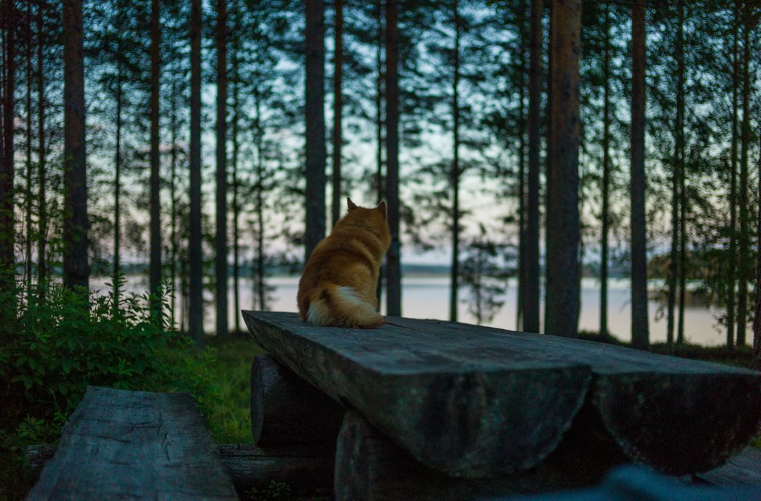 Dog Enjoying Tranquil Forest Lake at Sunset - Free Images, Stock Photos and Pictures on Pikwizard.com
