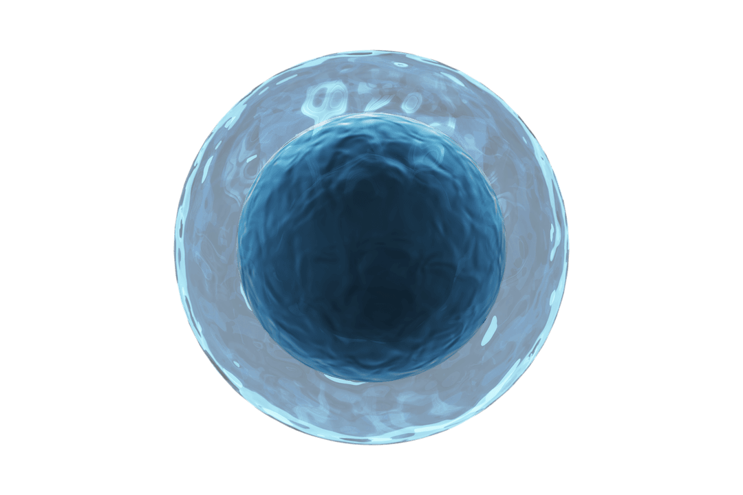 Human Egg Cell Showing Transparent Layers and Detailed Structure