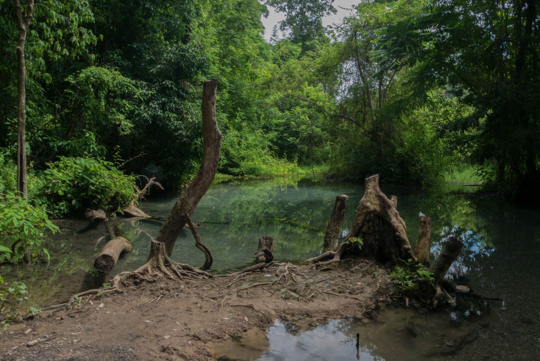 Tropical Forest Stream with Tree Stumps and Lush Vegetation - Free Images, Stock Photos and Pictures on Pikwizard.com