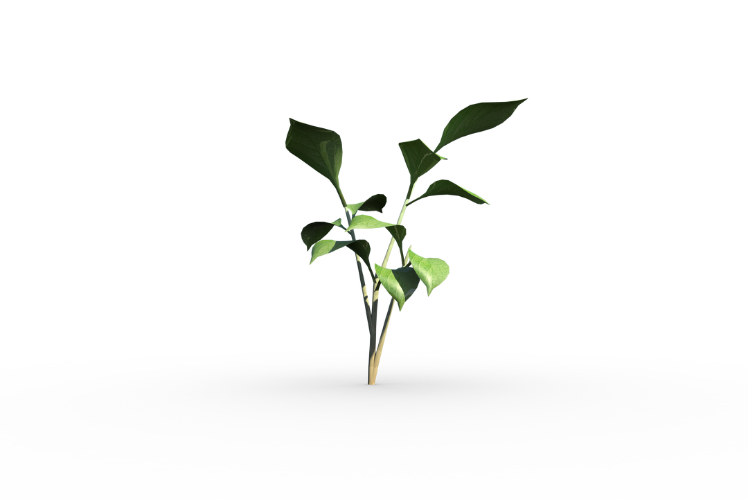 Transparent Small Green Seedling with Fresh Leaves - Download Free Stock Images Pikwizard.com