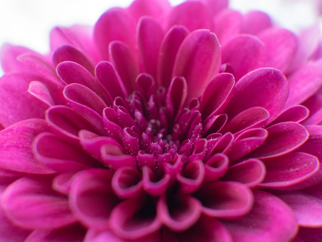 Close-Up of Vibrant Pink Chrysanthemum in Full Bloom - Free Images, Stock Photos and Pictures on Pikwizard.com