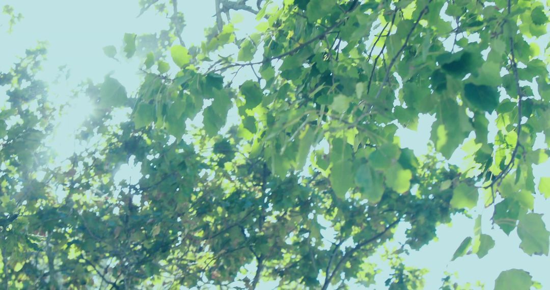 Sunlit Green Canopy Filtering Light Through Leaves with Dappled Bokeh and Lens Flare