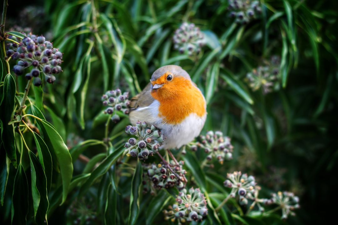 European Robin Perched on Flowering Bush, Spring Wildlife - Free Images, Stock Photos and Pictures on Pikwizard.com