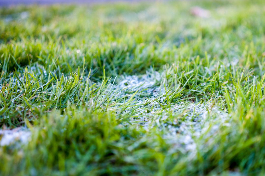 Close-Up of Grass with Morning Frost - Free Images, Stock Photos and Pictures on Pikwizard.com