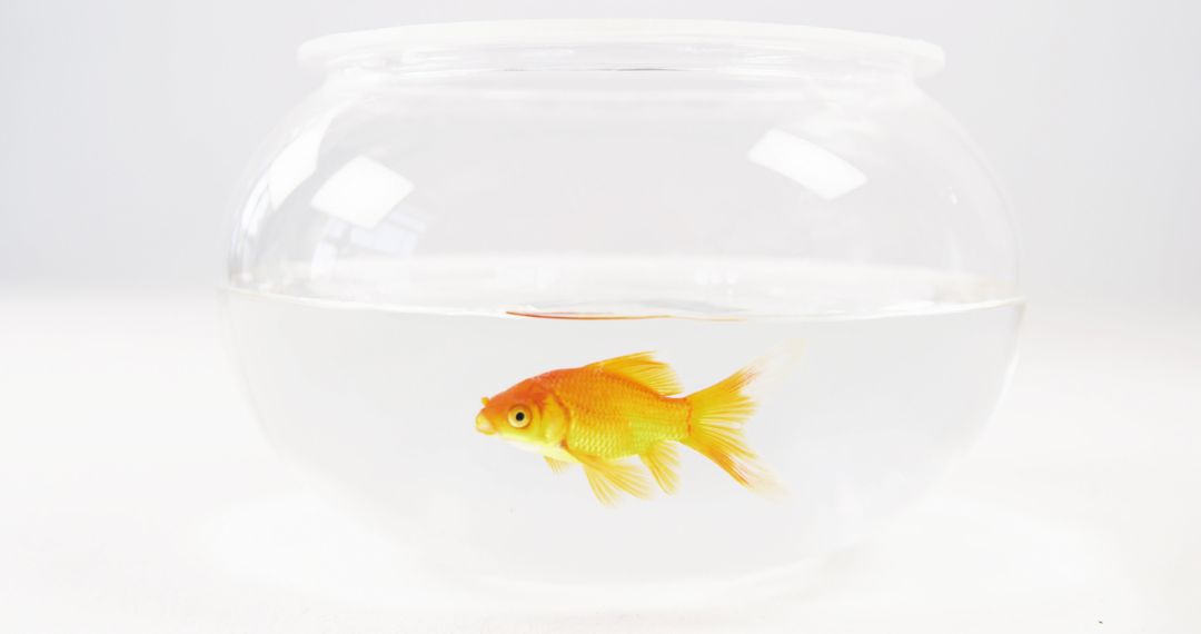 A goldfish swims alone in a clear fishbowl, with copy space - Free Images, Stock Photos and Pictures on Pikwizard.com
