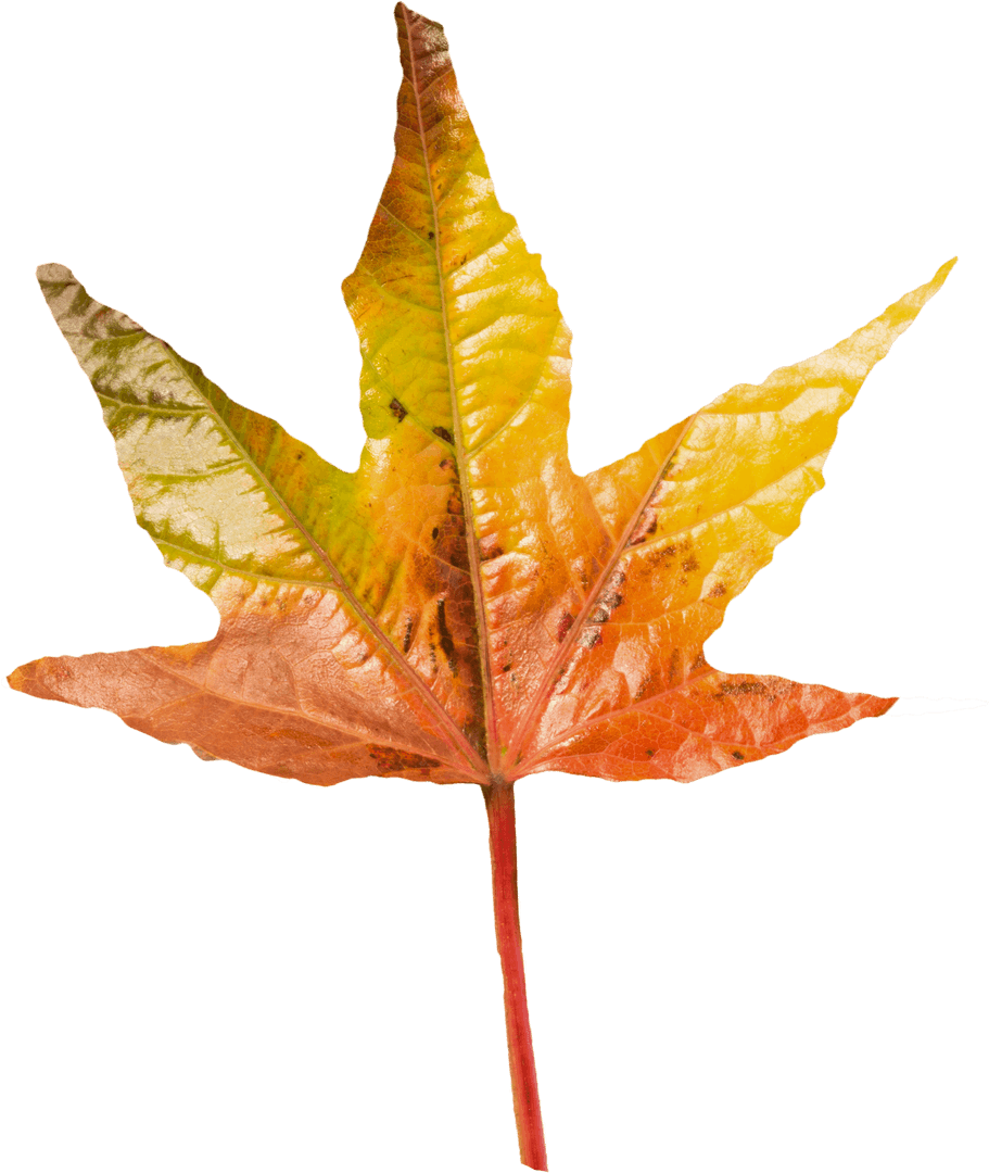 Transparent Autumn Leaf with Color Gradient - Download Free Stock Images Pikwizard.com