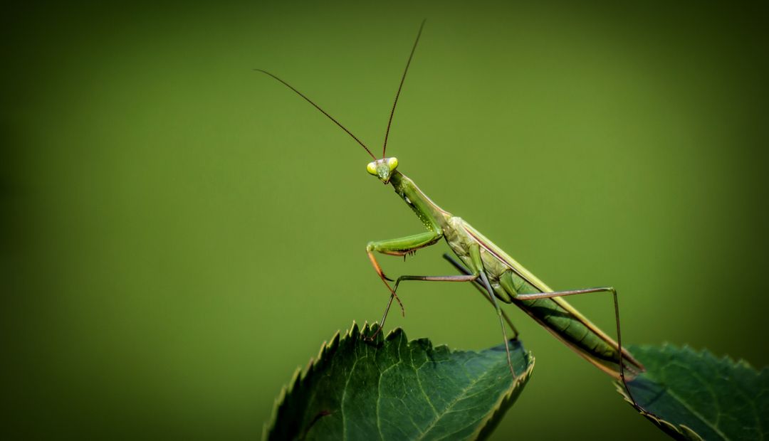 Close-Up of Praying Mantis on Green Leaf - Free Images, Stock Photos and Pictures on Pikwizard.com