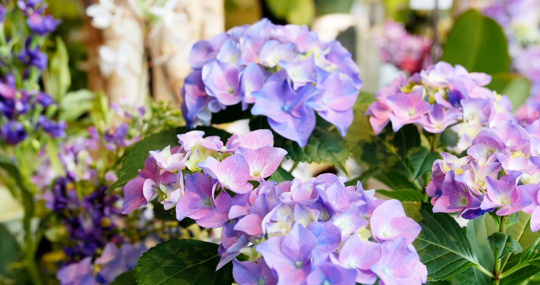 Close-Up of Vibrant Violet Hydrangea Flowers in Bloom - Free Images, Stock Photos and Pictures on Pikwizard.com