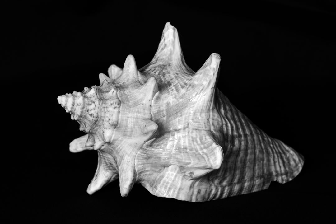 Close-Up of Conch Seashell on Black Background with Textured Details - Free Images, Stock Photos and Pictures on Pikwizard.com