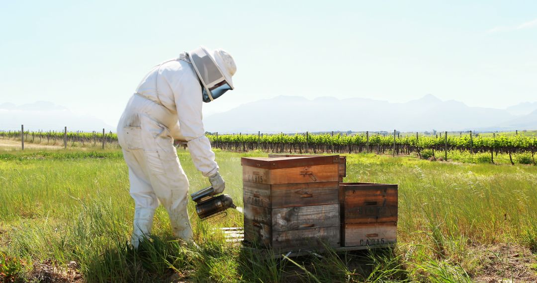 Beekeeper in Protective Gear Tending Beehive in Lush Vineyard - Free Images, Stock Photos and Pictures on Pikwizard.com