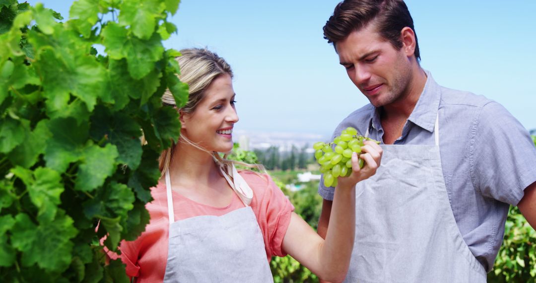 Young couple inspecting grapes on vine in vineyard - Free Images, Stock Photos and Pictures on Pikwizard.com