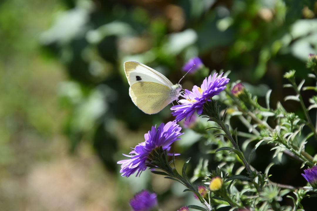 White Butterfly on Purple Aster Flower in Sunny Garden - Free Images, Stock Photos and Pictures on Pikwizard.com