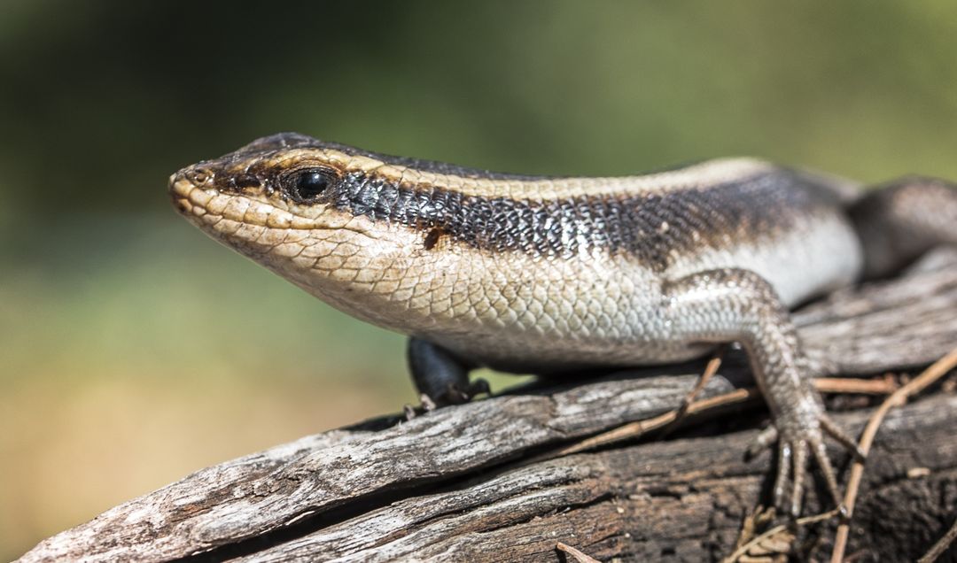 Close-up of a Skink on a Log in Natural Habitat - Free Images, Stock Photos and Pictures on Pikwizard.com