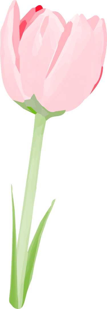 Elegant Flat Design Pink Tulip Illustration on Transparent Background