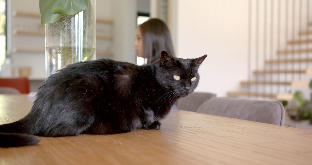 Black Cat Relaxing on Wooden Table in Modern Contemporary Home