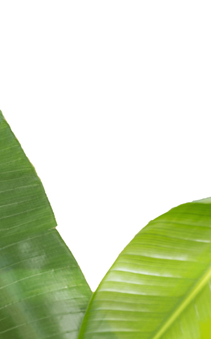 Two Transparent Lush Green Leaves on Black Background