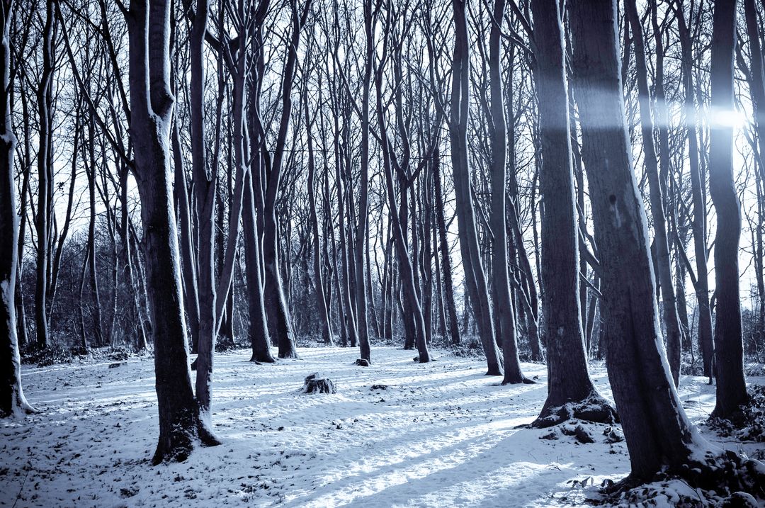 Forest In Winter - Free Images, Stock Photos and Pictures on Pikwizard.com