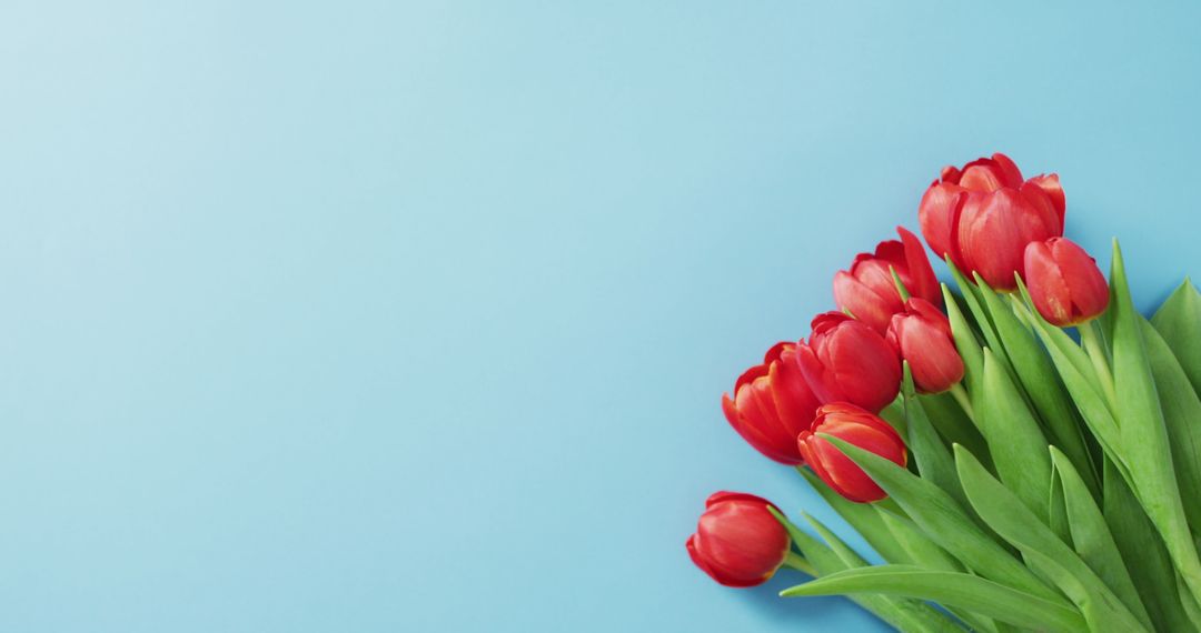Red Tulip Bouquet on Blue Background for Valentine's