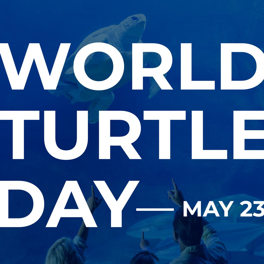 World Turtle Day Celebration with Enthusiastic Crowd Viewing Aquarium Turtle