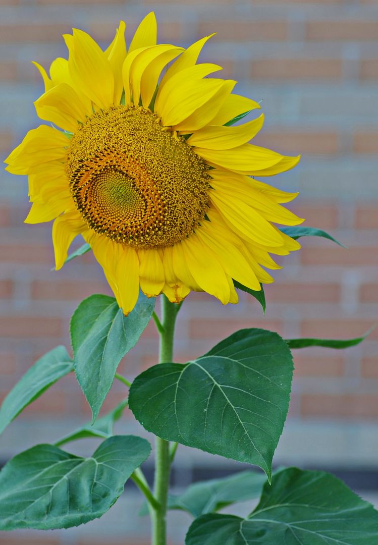 Bright Sunflower with Brick Wall Background - Free Images, Stock Photos and Pictures on Pikwizard.com