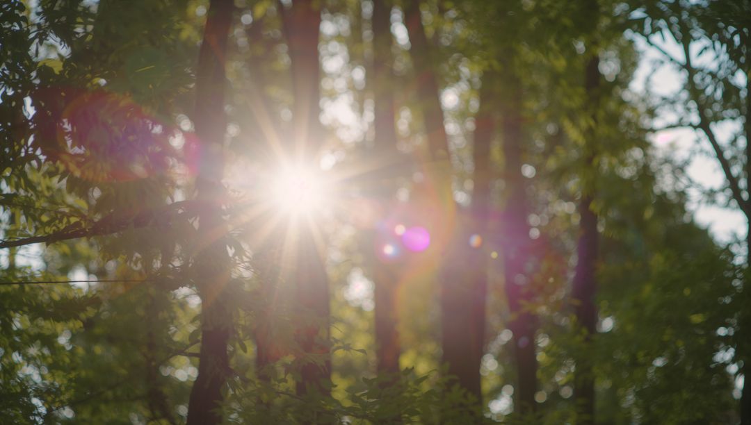 Sunlight Streaming Through Forest with Beautiful Lens Flare Effects